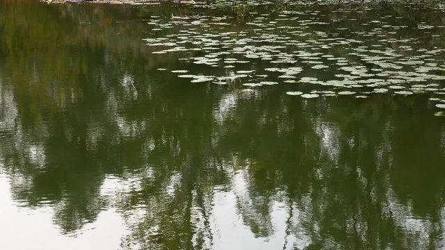 Water Lilies and Reflection of Trees in the Wetlands