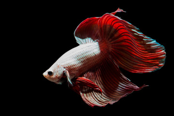 Red Golden veiltail betta fish in background black