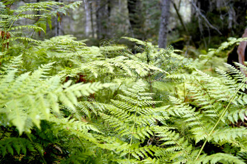 Fototapeta premium A lush Alaskan fern grotto in a forest filled with green texture and foliage. 