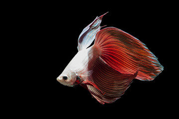 Red Golden veiltail betta fish in background black
