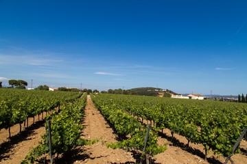 Fototapeta na wymiar vineyare in taolesi winery,spain