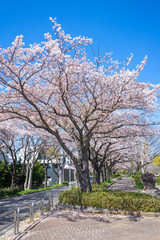 満開の桜 水元公園