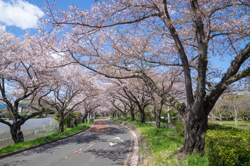 満開の桜 水元公園