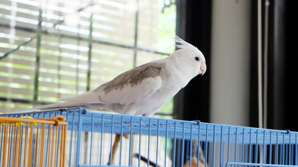 A white faced pied cockatiel standing on top of its cage, looking sideways.