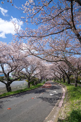 Obraz premium 満開の桜 水元公園