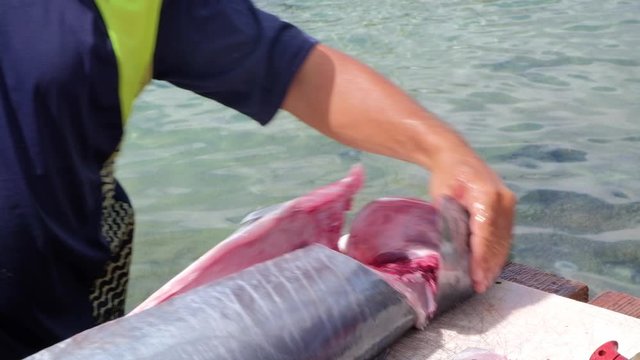 Fisherman removing pectoral fins of freshly caught tropical Wahoo fish outside on jetty in Caribbean, close up