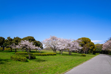 満開の桜 水元公園