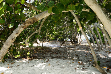 Mangroves at Dinner Key Picnic Park in Miami