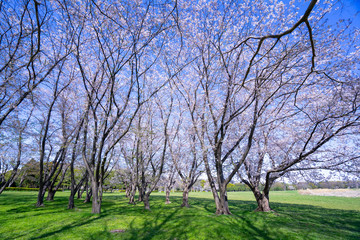 Fototapeta premium 満開の桜 水元公園