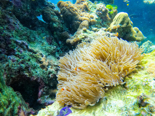 Naklejka na ściany i meble orange clownfish and anemone coral in the sea