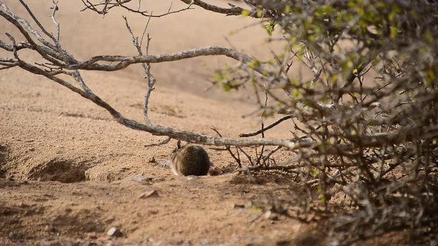 Degu in wildlife