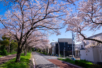 満開の桜 水元公園