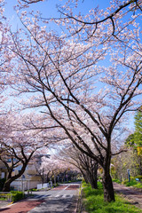 Fototapeta premium 満開の桜 水元公園