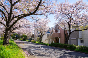 満開の桜 水元公園