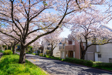 満開の桜 水元公園