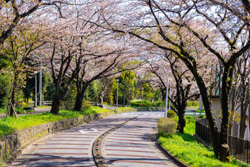 満開の桜 水元公園