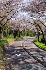 満開の桜 水元公園