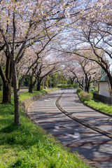 満開の桜 水元公園