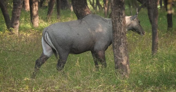 Blue bull or nilgai - Asian antelope walking in Ranthambore National park, Rajasthan, India