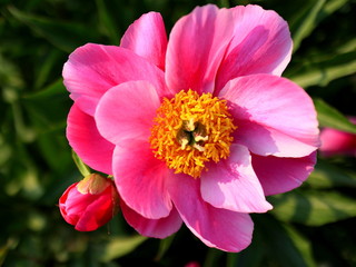 Obraz premium 모란꽃