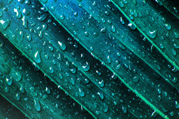 closeup green leaf natural and water drop for background , tropical leaf, tiny green leaf