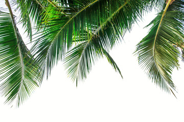 tropical palm leaf background, coconut palm trees perspective view