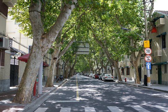 Shanghai,China-September 16, 2019: The former French concession with Platanus trees in Shanghai, China