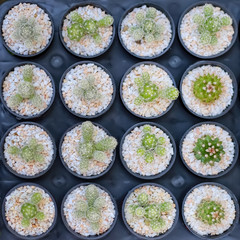 Small  miniature Green Cereus cactus top view background