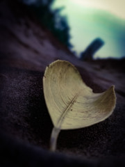 Beautiful Autumn Season Leaf fallen from a tree, best for wallpapers, profiles, backgrounds, and cover photos