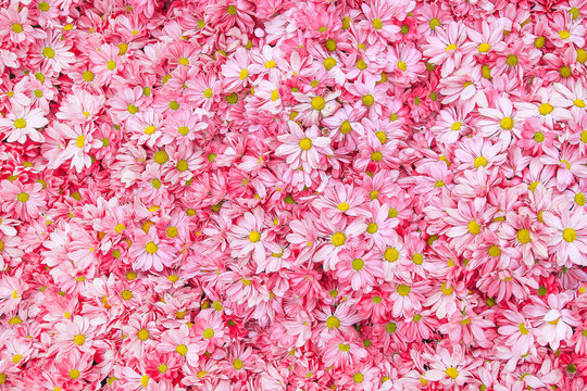 Pink Daisy Flower Background Pattern Bloom.