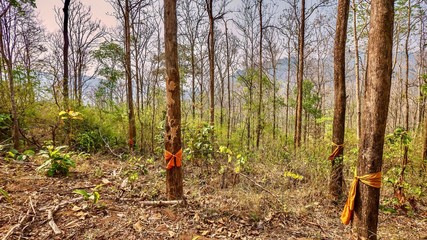 n northern Thailand, saffron colored ribbons are tied around the largest trees by Buddhist monks in...
