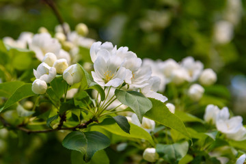 A branch of a blossoming apple tree