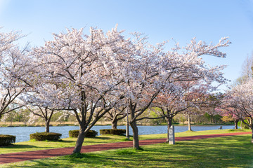 満開の桜  みさと公園