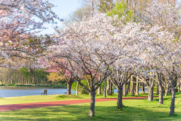 Obraz na płótnie Canvas 満開の桜 みさと公園