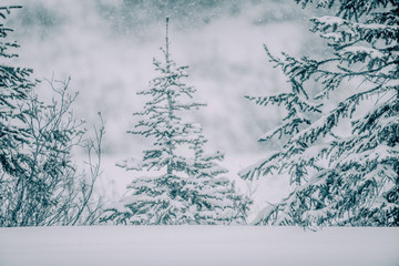 Winter landscape with a little tree and a larger tree