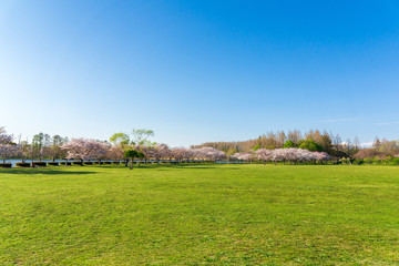 満開の桜  みさと公園