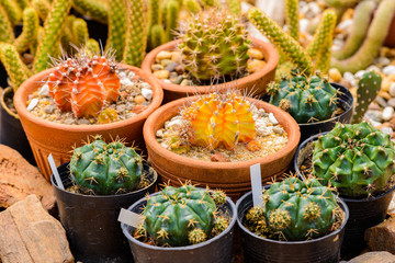 Echinocactus grusonii cactus cluster. well known general of cactus