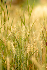 Wheat crop field. Ears of golden wheat close up. Ripening ears of wheat field background. Rich harvest Concept.
