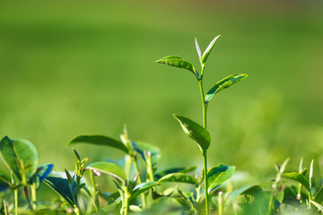 Green tea bud. Fresh tea plantation. Closeup tea top.