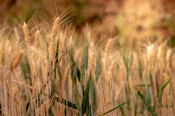 Wheat crop field. Ears of golden wheat close up. Ripening ears of wheat field background. Rich harvest Concept.