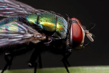 Macro Photo of Blowfly on Stalk of Leaf Isolated on Black Background