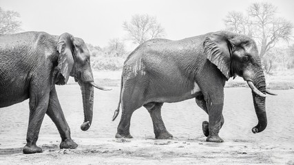 Black and white photo of two large, wet and muddy male African elephants (Loxodonta africana) with tusks, walking along a riverbank in Botswana.