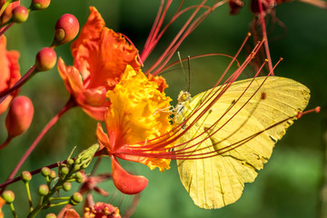 Yellow butterfly on Mexican Bird of Paradise flower