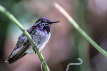 Costas hummingbird sitting on a branch