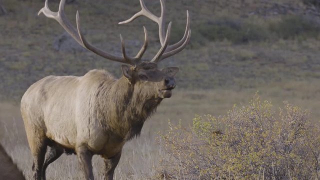 Bull Elk bugles during the fall rut in Estes Park Colorado.