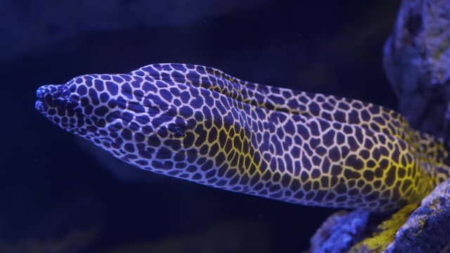 4K static shot of a single black spotted laced leopard morey eel fish with half body out of the rocks floating and breathing slowly in an aquarium with neon lights