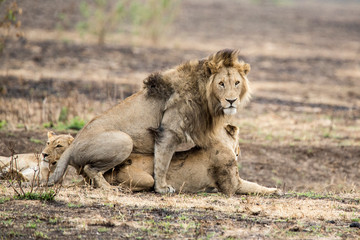male lion and lioness mating, one lioness looking on