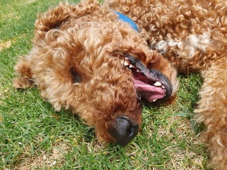 dog lying on the grass