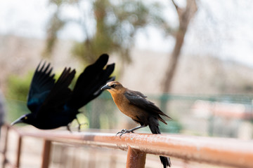 bird takes flight in city park