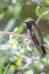 White eared hummingbird perched on a branch